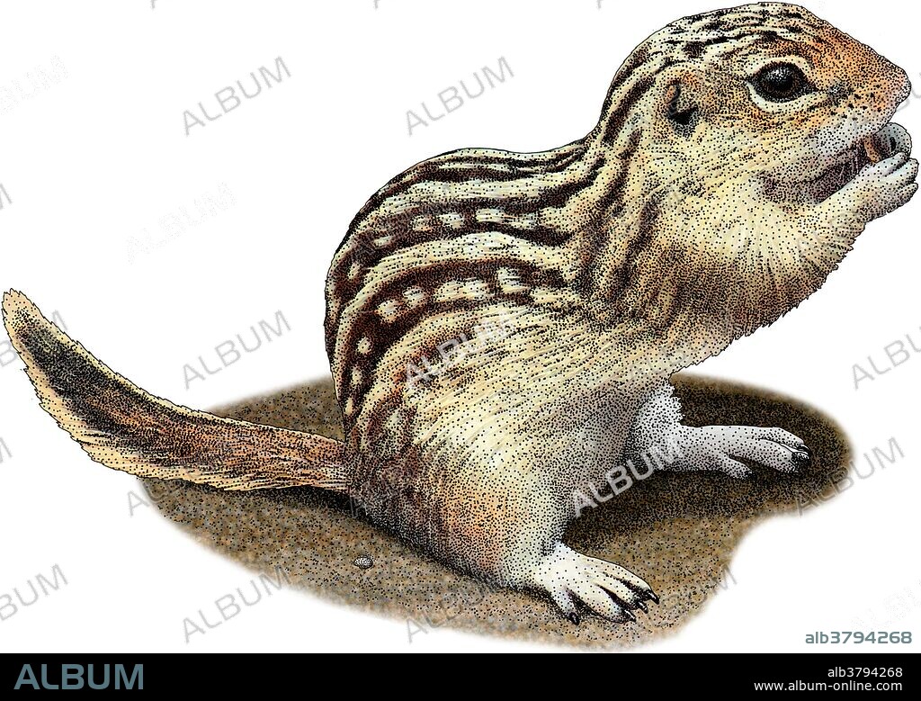 Illustration of the Thirteen-lined Ground Squirrel (Ictidomys tridecemlineatus), a ground squirrel with wide distribution over grasslands and prairies of North America.