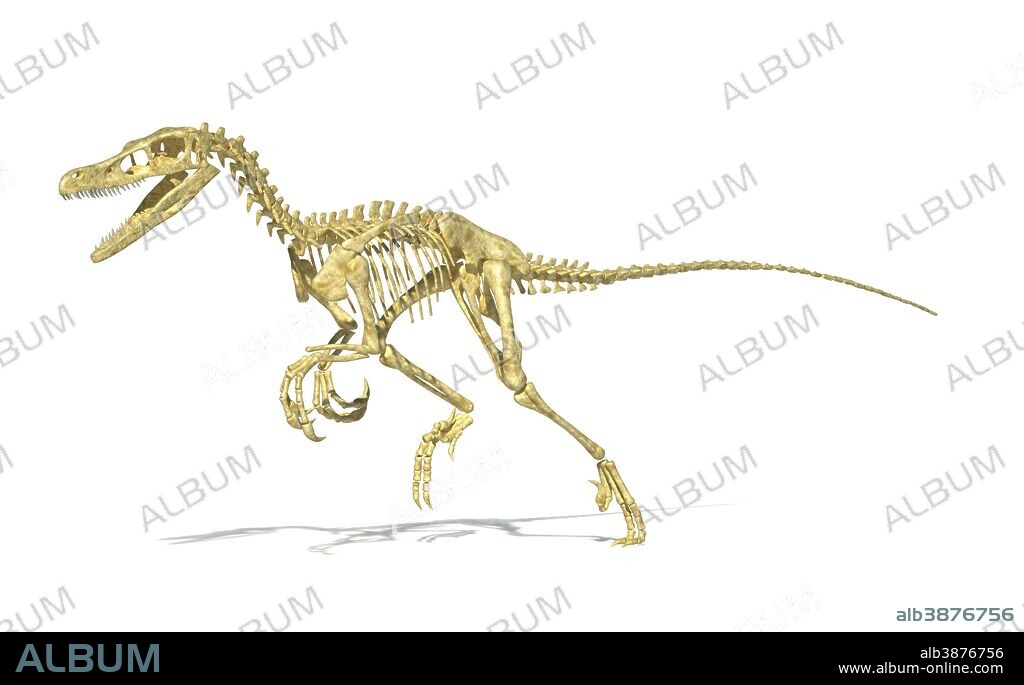 3D rendering of a Velociraptor dinosaur skeleton, perspective view.