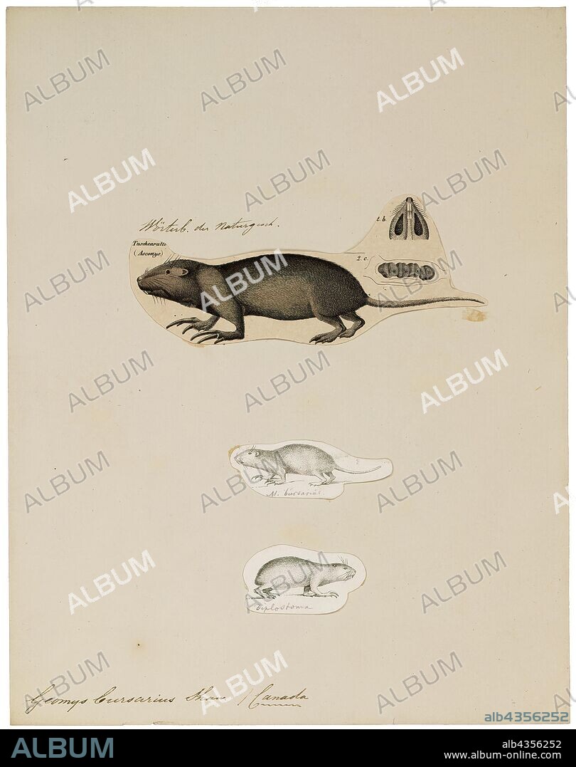 Geomys bursarius, Print, The plains pocket gopher (Geomys bursarius) is one of 35 species of pocket gophers, so named in reference to their externally located, fur-lined cheek pouches. They are burrowing animals, found in grasslands and agricultural land across the Great Plains of North America, from Manitoba to Texas. Pocket gophers are the most highly fossorial rodents found in North America., 1700-1880.