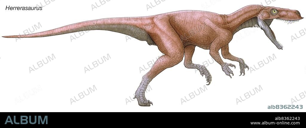 One of the earliest known dinosaurs, Herrerasaurus was an agile predator with strong, clawed hands for grasping prey. .