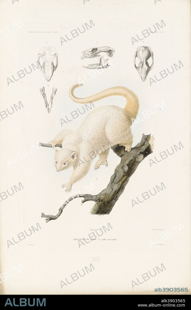 LOUIS LE BRETON. Phalanger de Cook Dumont d'Urville, Jules Sebastien Cesar. Voyage au Pole Sud et dans l'Oceanie : sur les corvettes l'Astrolabe et la Zelee, executee ... pendant les annees 1837-1838-1839-1840, sous le commandement de M.J. Dumont d'Urville. Paris : Gide, 1841-1855. Date/Period: From 1841 until 1855. Print,intaglio. Height: 414 mm (16.29 in); Width: 278 mm (10.94 in).