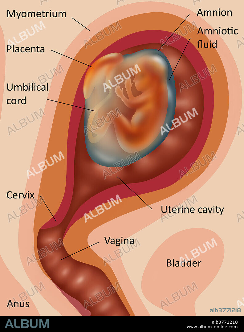 Illustration of fetus in the womb (second trimester).