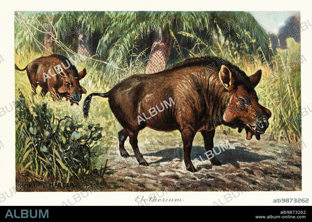 Entelodon, extinct genus of entelodont artiodactyl, Houldjinian to the early Oligocene. Elotherium. Colour printed illustration after Heinrich Harder from Wilhelm Bolsches Tiere der Urwelt (Animals of the Prehistoric World), Reichardt Cocoa company, Hamburg, 1908. Heinrich Harder (1858-1935) was a German landscape artist and book illustrator.
