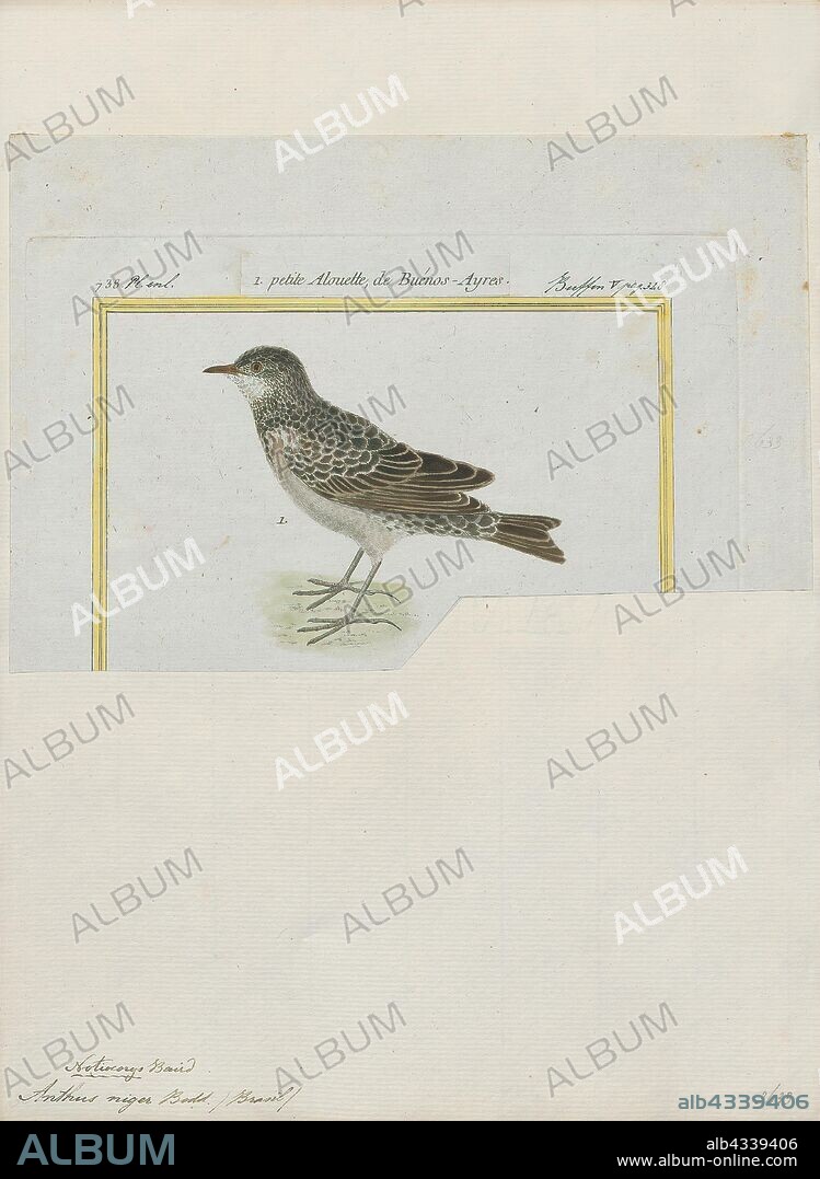 Anthus niger, Print, Pipit, The pipits are a cosmopolitan genus, Anthus, of small passerine birds with medium to long tails. Along with the wagtails and longclaws, the pipits make up the family Motacillidae. The genus is widespread, occurring across most of the world, except the driest deserts, rainforests and the mainland of Antarctica., 1700-1880.