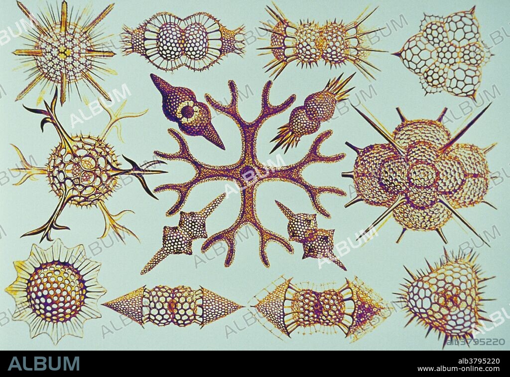 Radiolarians, after Ernst Haeckel, "Art Forms in Nature" (1904). Computer enhanced.