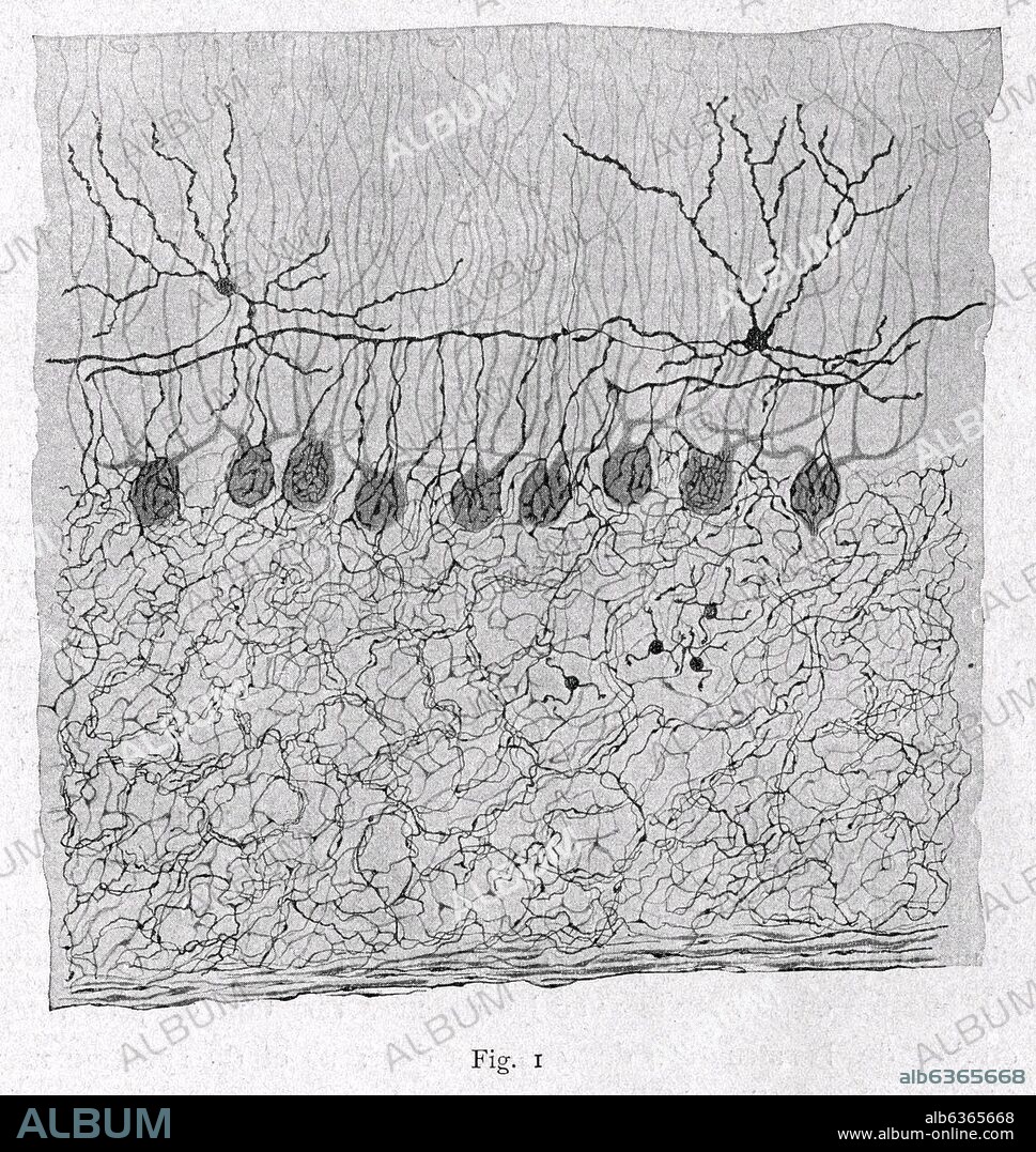 SANTIAGO RAMóN Y CAJAL. NEURONA - FORMACION DE LA RED NERVIOSA - DIBUJO CIENTIFICO - PEDIR DERECHOS.