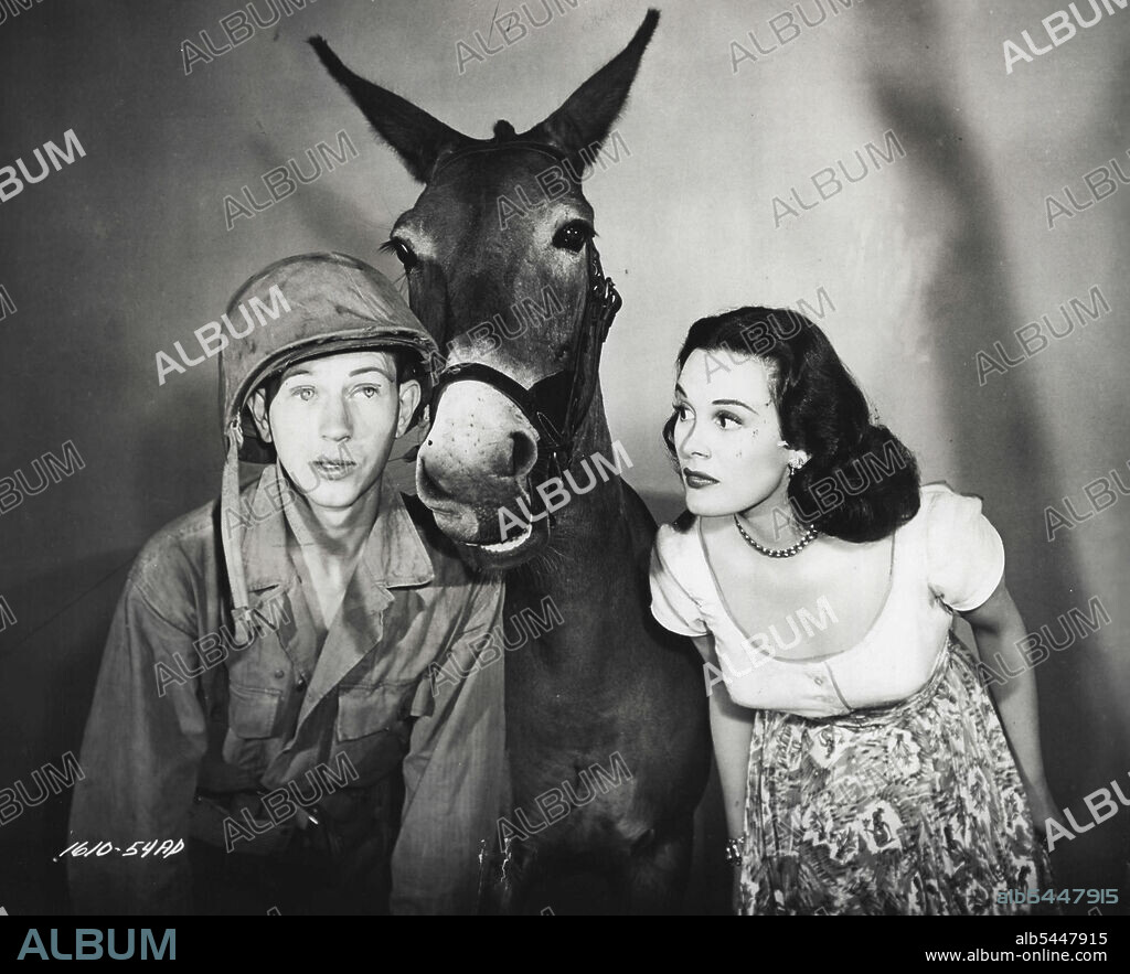 Francis Francis, the talking mule, has the largest part ever attempted by any studio with Donald O'Connor and Patricia Medina in Universal-International's "Francis." This is the story of a G.I. and a mule that saves an entire battalion during the Burma campaign. October 20, 1953. (Photo by Universal-International).