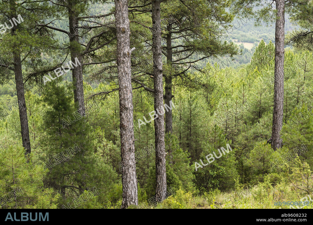 pino Salgareño, pinus nigra, Parque Natural de las Sierras de Cazorla, Segura y Las Villas , provincia de Jaén, Spain.