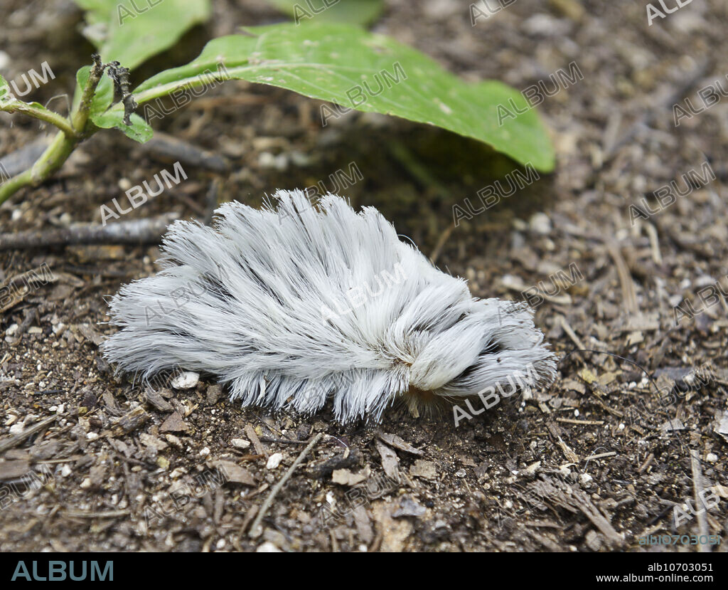 Puss caterpillar, larva of the southern flannel moth, Megalopyge opercularis, Tikal National Park, Guatemala. The fur like setae on this caterpillar contain venomous spines that can cause intense pain and systemic reactions requiribng medical care. The range of the species is from the southern US through Mexico and Central America.