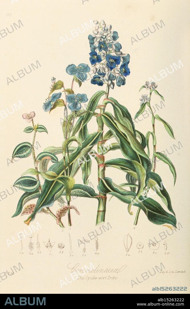 Illustrations of the Natural Orders of Plants with Groups and Descriptions, London, Sampson Low, Son, and Marston, 1868, botany, pictorial works, women in science, Elizabeth Twining, Elizabeth Twining, The illustration features a variety of flowering plants with vibrant blue blossoms prominently displayed, along with smaller purple and white flowers. Each plant is depicted with detailed leaves and stems, showcasing the intricate botanical features. Below the main floral composition, there are annotated drawings that highlight various parts of the plants, including detailed depictions of their roots, leaves, and flowers. The overall arrangement reflects a study of plant anatomy and contributes to botanical research and education. The piece is labeled with the scientific name ''Commelinaceae'' and includes a reference to the artist's work, indicating its place within a larger botanical catalog.