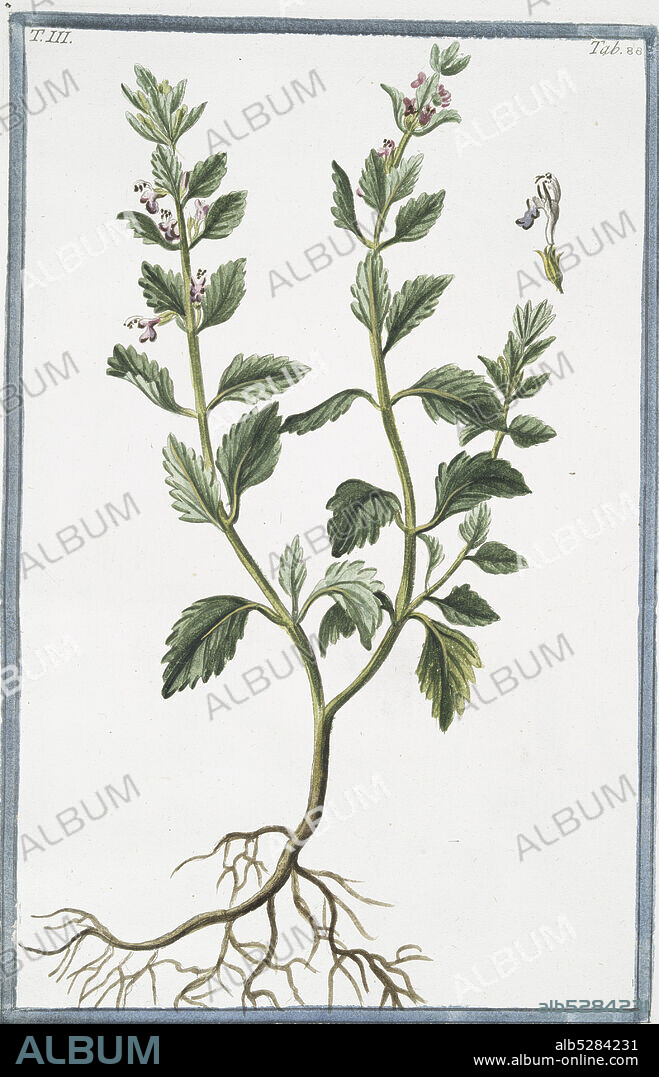 Chamædrys major, repens = Chamædrys, vulgo, vera existimata = Quercignola, e Camedrio = Germandrée. Germander, still image, 1772 - 1793, Bonelli, Giorgio (b. 1724), Martelli, Niccoló (1735-1829).