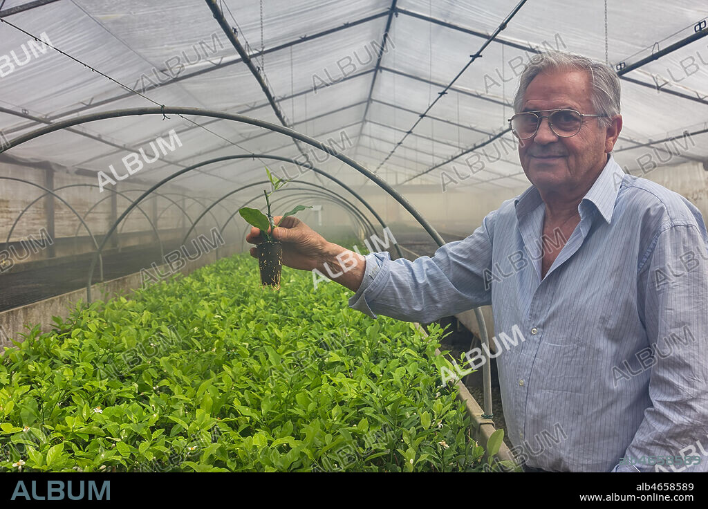 Hesperidarium, The Garden of Citrus Plants Oscar Tintori: Giorgio Tintori shows the little plants that are growing from the grafts created one month before.