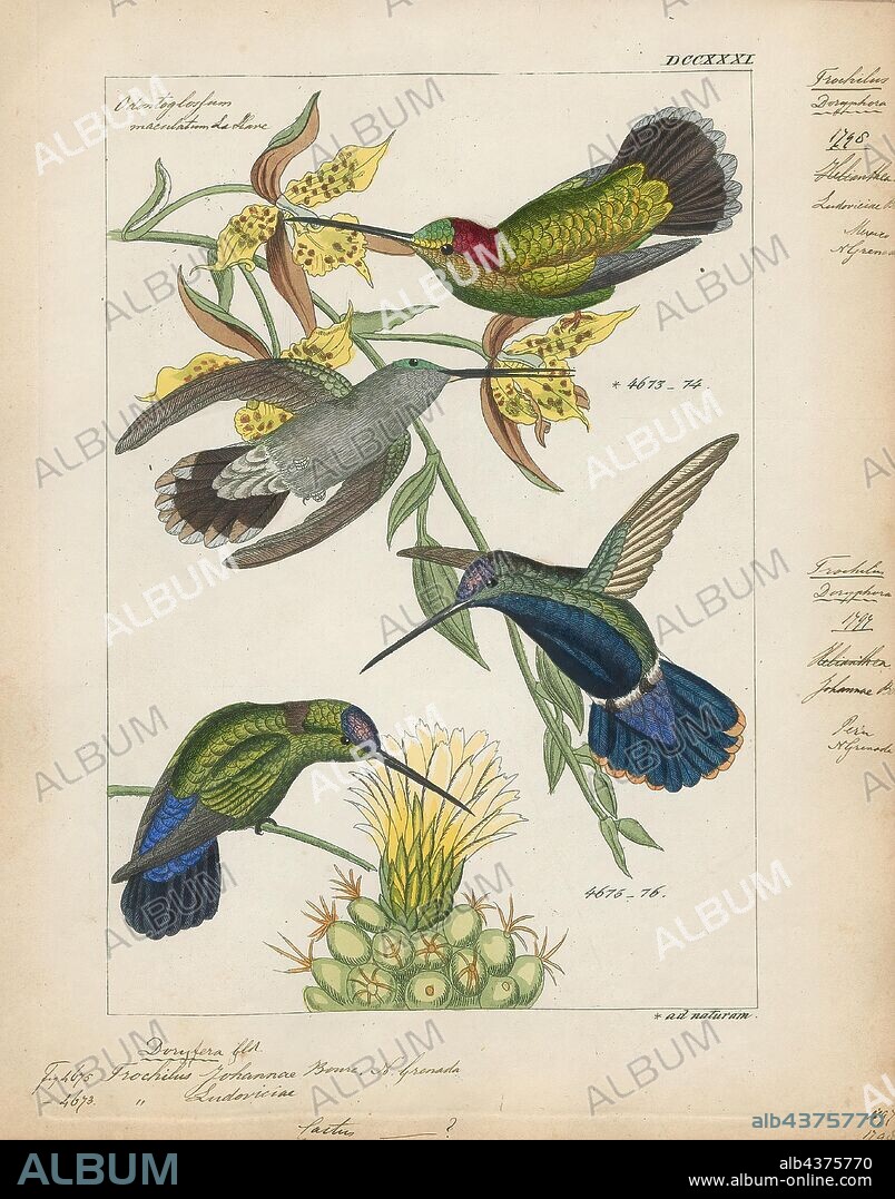 Trochilus johannae, Print, Streamertail, The streamertails are hummingbirds in the genus Trochilus that is endemic to Jamaica. It is the type genus of the Trochilidae family. Today most authorities consider the two taxa in this genus as separate species, but some (e.g. AOU) continue to treat them as conspecific, in which case scitulus is a subspecies of T. polytmus. A wide range of common names apply to this combined species, including green-and-black streamertail, Jamaican streamertail or simply streamertail. The name streamertail is a reference to the greatly elongated rectrices of the males., 1820-1860.