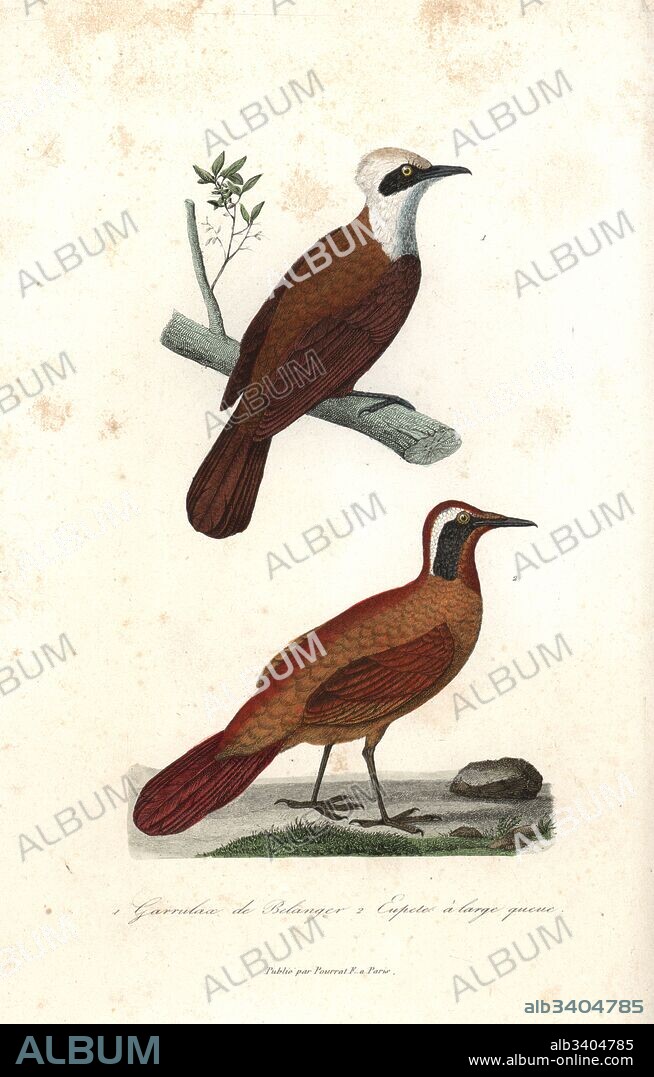 White-crested laughingthrush (belangeri), Garrulax leucolophus belangeri, and Malaysian rail-babbler, Eupetes macrocerus. Handcoloured copperplate engraving from Rene Primevere Lesson's Complements de Buffon, Pourrat Freres, Paris, 1838.