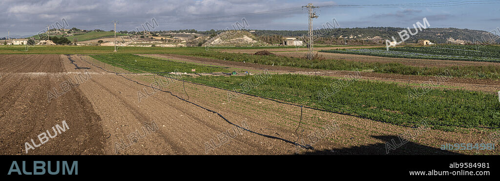 farm Sa Teulera, Manacor, Mallorca, Balearic Islands, Spain.