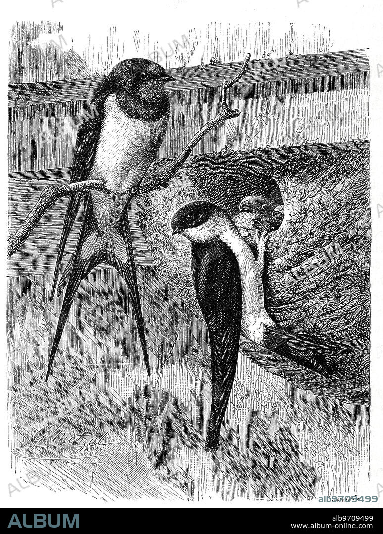 Bird, barn swallow, Hirundo rustica and house martin, Delichon urbicum, syn.: Delichon urbica, also city swallow and church swallow, historical, digitally restored reproduction from a template from the 19th century.