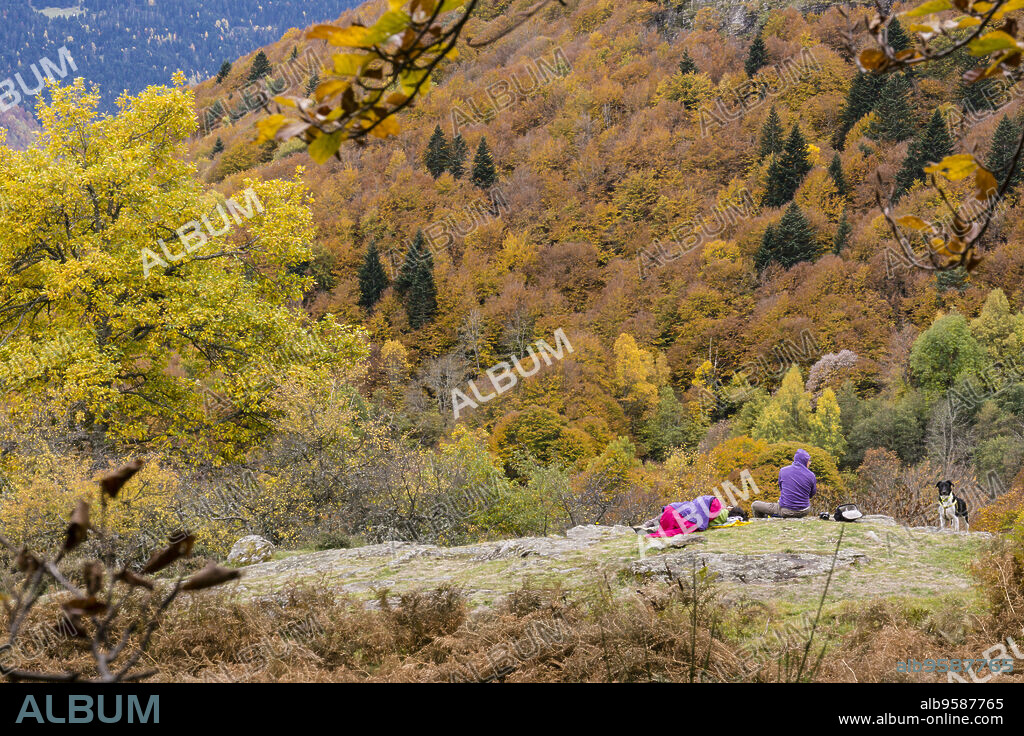 bosque de Carlac, - hayedo de Carlac-, Bausen, valle de Aran, cordillera de los Pirineos, Spain, europe.