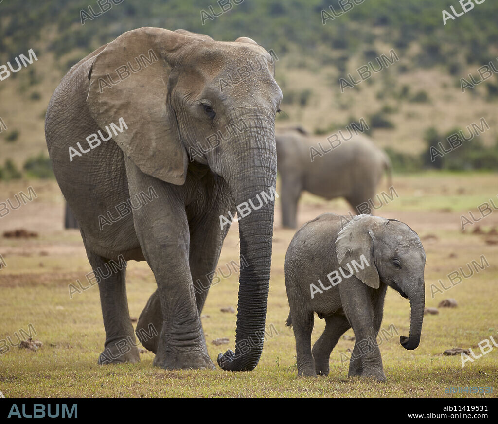 African elephant (Loxodonta africana) adult and baby, Addo Elephant National Park, South Africa, Africa.