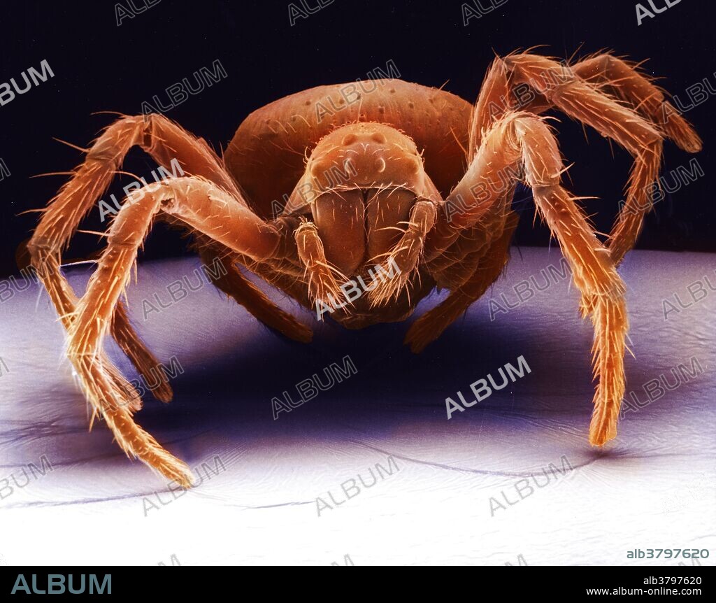 Color enhanced scanning electron microscope (SEM) image of a White-Eyed Spider.
