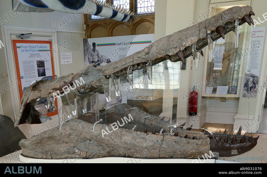 Model of a Pliosauroidea skull. The Pliosauroidea is an extinct clade of marine reptile.