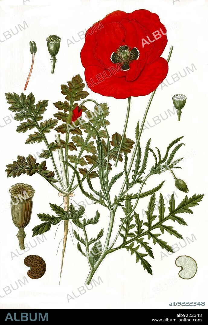 Medicinal plant, poppy flowers (Papaver rhoeas), also poppy flower or corn rose, Historical, digitally restored reproduction from an 18th century original.
