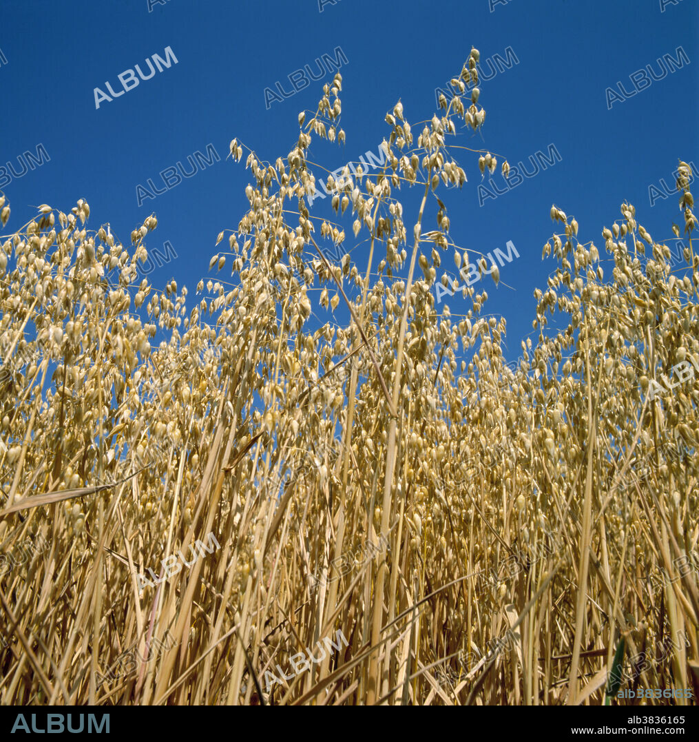 Ripe oats crop (Avena sativa)