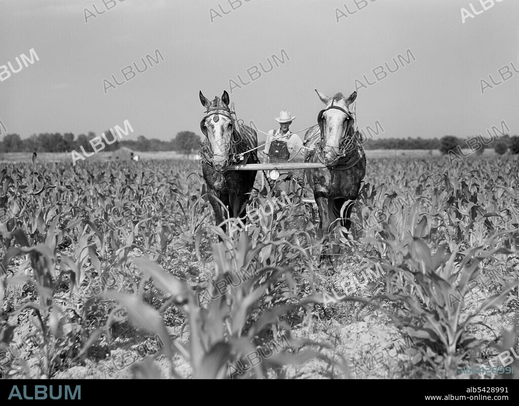J.D. Anglin, cultivating his Corn with a pair of Mares, Transylvania Resettlement Project,  Transylvania, Louisiana, USA, Marion Post Wolcott, U.S. Farm Security Administration, June 1940.
