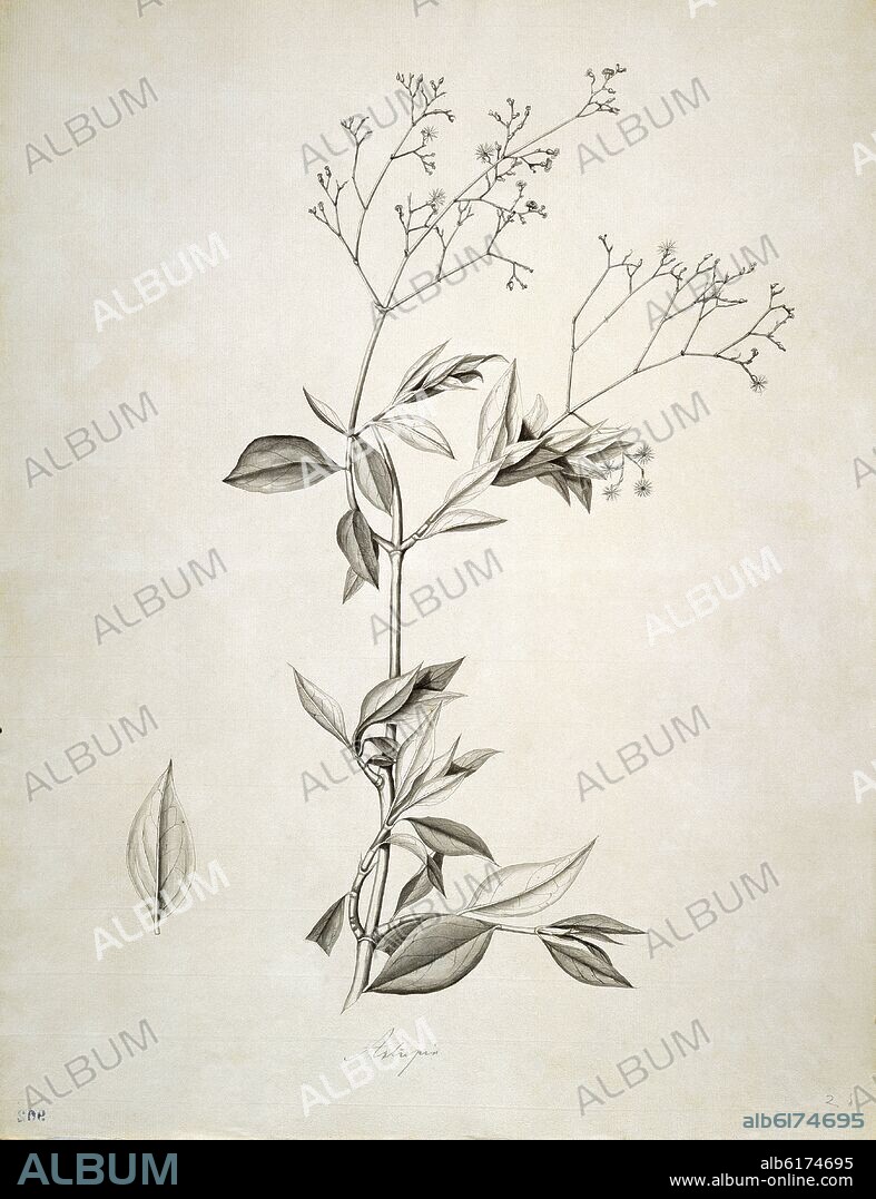 CELESTINO MUTIS. FLORA DE LA REAL EXPEDICION BOTANICA DEL NUEVO REINO DE GRANADA - ASTREPIN -  DIBUJO PREPARATORIO - SIGLO XVIII.