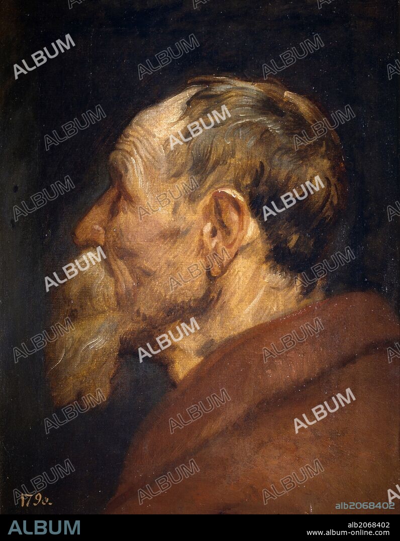 ANTON VAN DYCK. Antonio van Dyck / 'Cabeza de anciano', 1618-1620, Escuela Flamenca, Óleo sobre Papel, 45 cm x 34 cm, P01694.