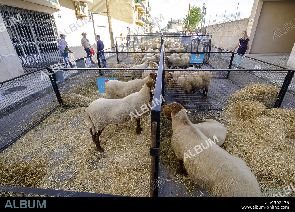 oveja roja mallorquina, cruzamiento antiguo entre ovinos autóctonos de la isla de Mallorca y otros procedentes del Norte de África, feria de Llucmajor, Mallorca, balearic islands, spain, europe.