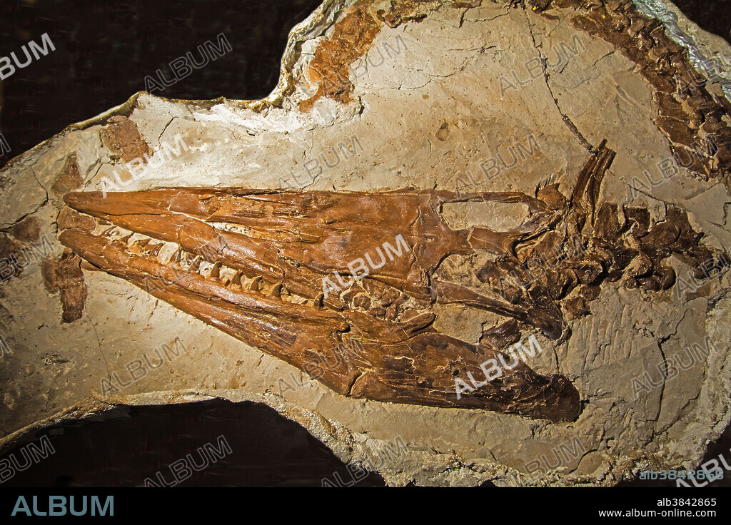 Tylosaurus Nepaeolicus. Rocky Mountain Dinosaur Resource Center. Woodland Park, Colorado.
