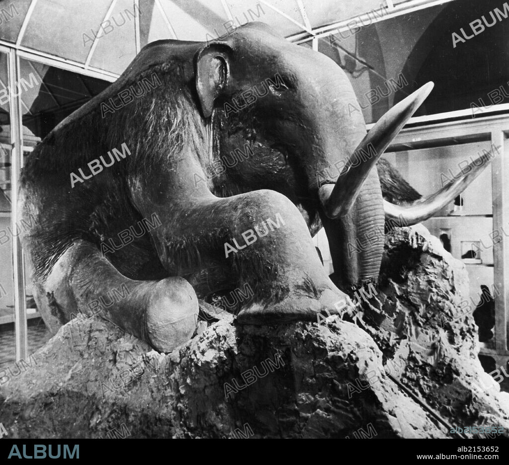 The berezovka mammoth on display at the leningrad zoological museum of the ussr academy of sciences in 1964, the frozen woolly mammoth remains were found near the berezovka river (a tributary of the kolyma river) in the magadan region of russia in 1902. 01/02/1902