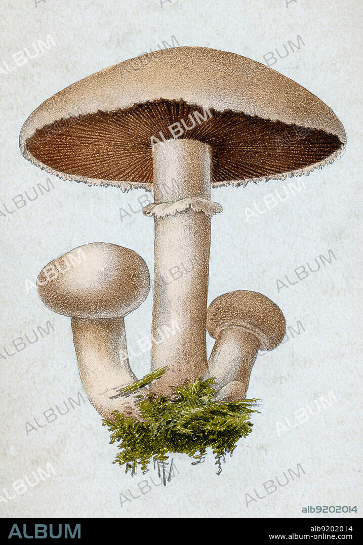 Field Mushroom, Agaricus campestris