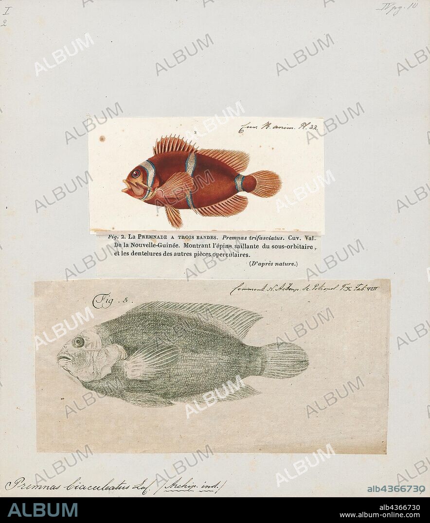 Premnas biaculeatus, Print, Premnas biaculeatus, commonly known as spine-cheeked anemonefish or the maroon clownfish, is a species of anemonefish found in the Indo-Pacific from western Indonesia to Taiwan and the Great Barrier Reef. They can grow up to be about 17 cm (6.7 in). Like all anemonefishes it forms a symbiotic mutualism with sea anemones and is unaffected by the stinging tentacles of the host anemone. It is a sequential hermaphrodite with a strict size-based dominance hierarchy; the female is largest, the breeding male is second largest, and the male nonbreeders get progressively smaller as the hierarchy descends. They exhibit protandry, meaning the breeding male changes to female if the sole breeding female dies, with the largest nonbreeder becoming the breeding male. The fish's natural diet includes algae and zooplankton., 1700-1880.