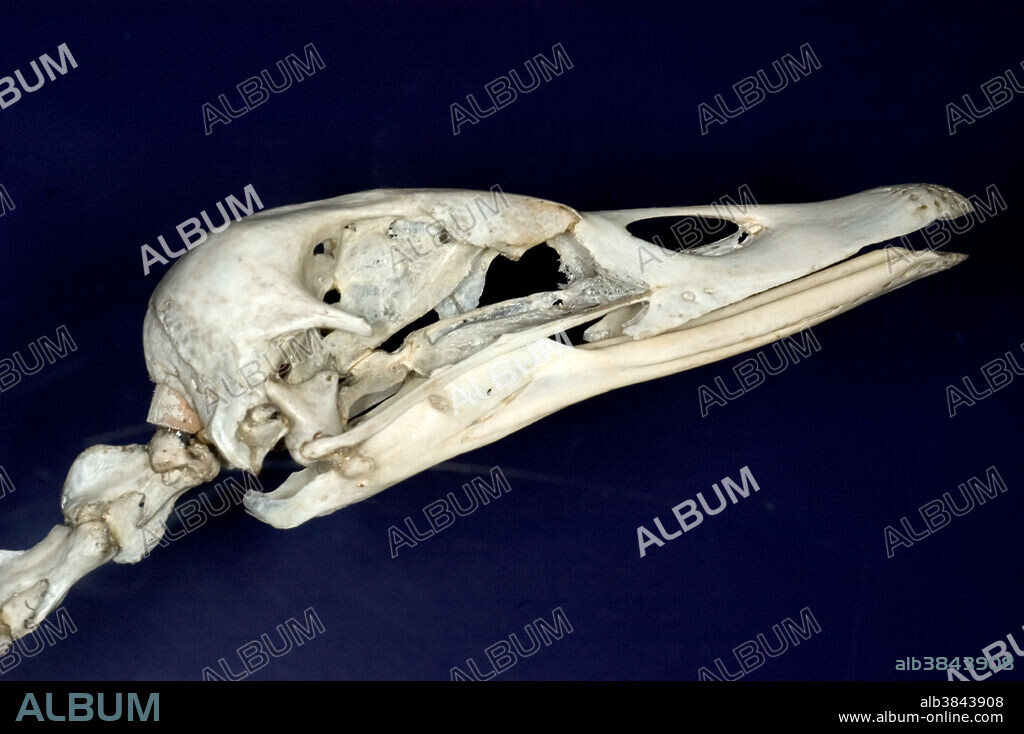 Black swan (Cygnus atrata) skull.