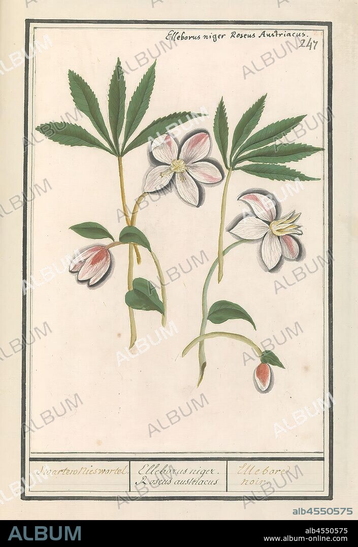 Christmas rose (Helleborus niger) Swarten sneeze root. / Elleborus niger. Roseus austriacus / Ellebore noir. (title on object), Christmas rose (Helleborus). Numbered top right: 247. Top left the Latin name. Part of the third album with drawings of flowers and plants. Tenth of twelve albums with drawings of animals, birds and plants known around 1600, commissioned by Emperor Rudolf II. With explanation in Dutch, Latin and French., Anselmus Boetius de Boodt, 1596 - 1610, paper, watercolor (paint), deck paint, chalk, ink, pen, h 247 mm Ã— w 172 mm.