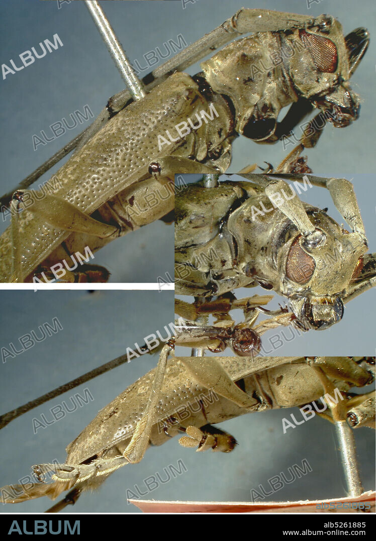 B. N., Borneo, 5500 ft., Mt. Kinabalu, Lumu Lumu, Sabah, Malaysia, Dihammus marmoratus Fisher, 1935, Animalia, Arthropoda, Insecta, Coleoptera, Cerambycidae, Lamiinae.