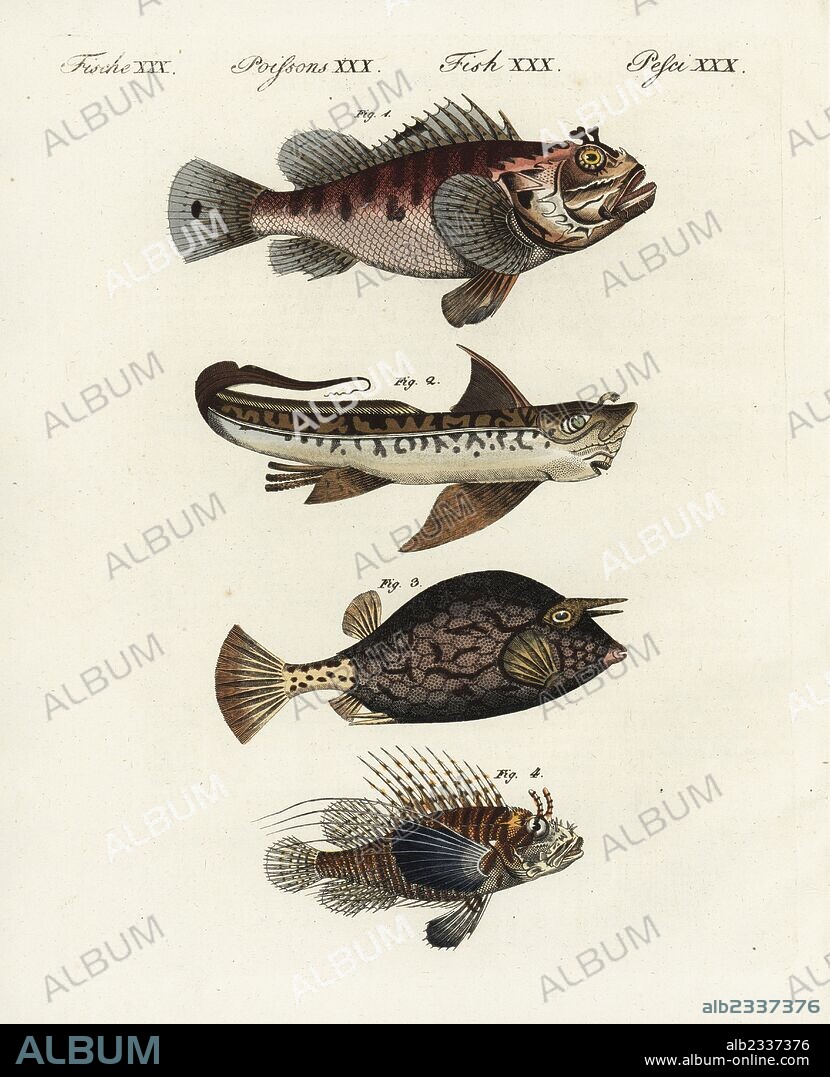Red scorpion fish, Scorpaena scrofa 1, rat fish, Chimaera monstrosa 2, scrawled cowfish, Acanthostracion quadricornis 3, and broadbarred firefish, Pterois antennata 4. Handcoloured copperplate engraving from Friedrich Johann Bertuch's Bilderbuch fur Kinder (Picture Book for Children), Weimar, 1798.