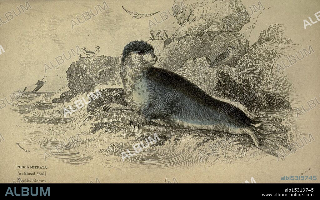 The Naturalist's Library. Edinburgh, W.H. Lizars, 1833-, Birds, Entomology, Fishes, Ichthyology, Mammalia, Mammals, Ornithology, James Hope Stewart, Phoca Mitrate, Hooded Seal, Cystophora Cristata, A curious otter lounges on a rocky shoreline, surrounded by gentle ocean waves. Its sleek body glistens in the light as it gazes into the distance, exuding a sense of playful charm. In the background, seagulls and other birds are depicted soaring above, adding to the lively atmosphere of the coastal scene. The detailed textures of the otter's fur contrast beautifully with the rugged rocks, creating a captivating depiction of marine wildlife in a natural setting.