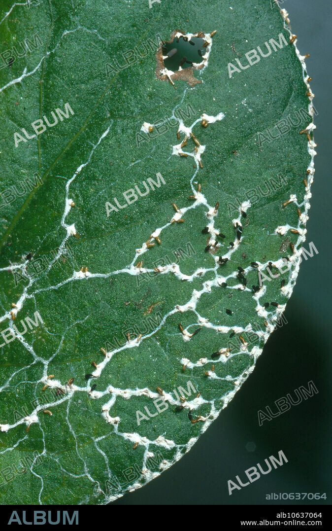 Diachea leucopodia slime mold tracks. Magnification x0.96.