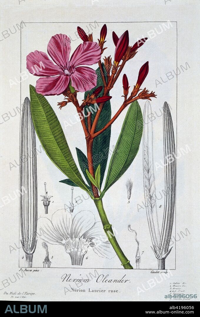 Nerium Oleander,  illustration from 'Flore des jardiniers, amateurs et manufacturiers: D'après les dessins de Bessa. Extraits de l'Herbier de l'amateur.', pub. 1836 (hand coloured engraving).   Laurel Rose or Oleander.  Used by herbalists to treat a wide variety of skin conditions.  Highly poisonous,  Native to Mediterranean Europe.