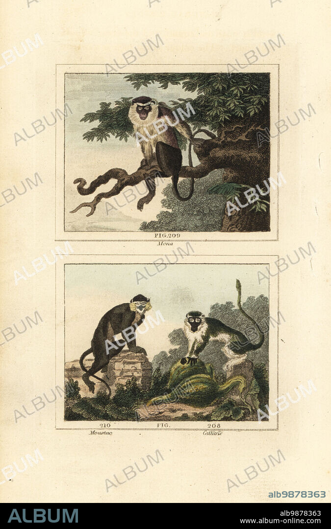 Mona monkey, Cercopithecus mona 209, moustached guenon or moustached monkey, Cercopithecus cephus 210, and grivet, Chlorocebus aethiops 211. Handcoloured copperplate engraving after Jacques de Seve from James Smith Barrs edition of Comte Buffons Natural History, A Theory of the Earth, General History of Man, Brute Creation, Vegetables, Minerals, T. Gillet, H. D. Symonds, Paternoster Row, London, 1807.