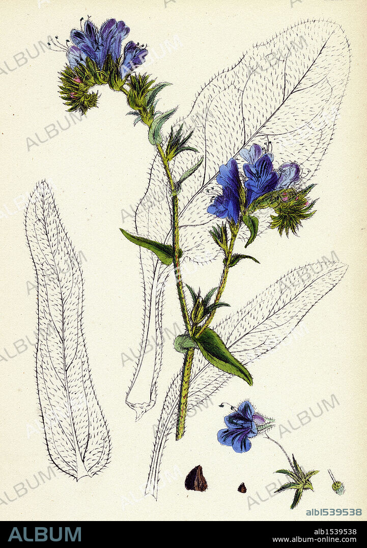 Echium plantagineum; Purple Viper's-bugloss.