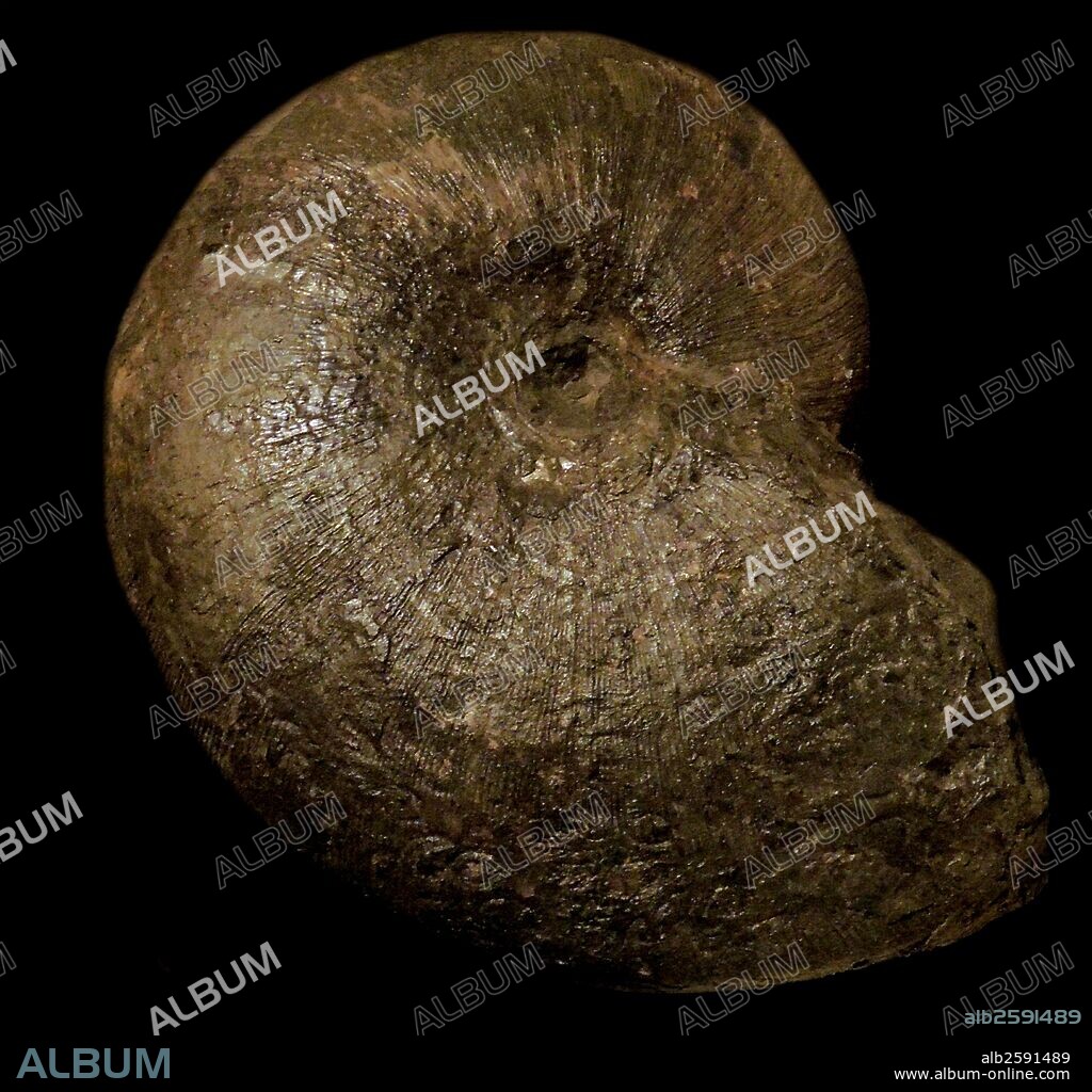 Phylloceras (is an extinct genus of ammonoid cephalopods) heterophyllum.  Specimen of a fossil ammonite.  Upper Lias, bifrons Zone, Whitby, North Yorkshire.