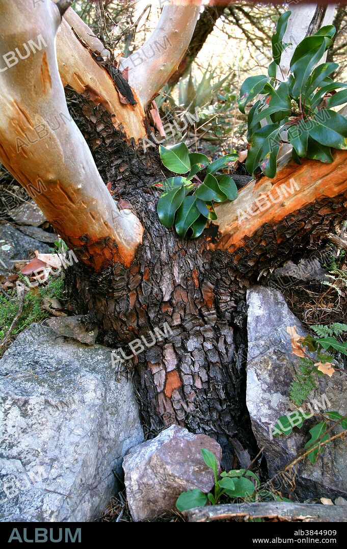Texas Madrone, Arbutus xalapensis, has rough red bark that peels off to leave smooth branches. This photograph was taken along the Lost Mine Trail, Big Bend National Park, Texas, in March of 2004.