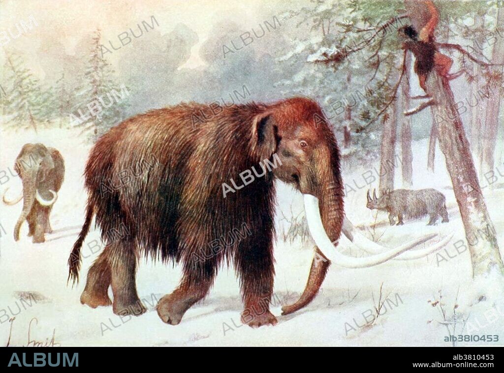 Mammoth, Cenozoic Mammal