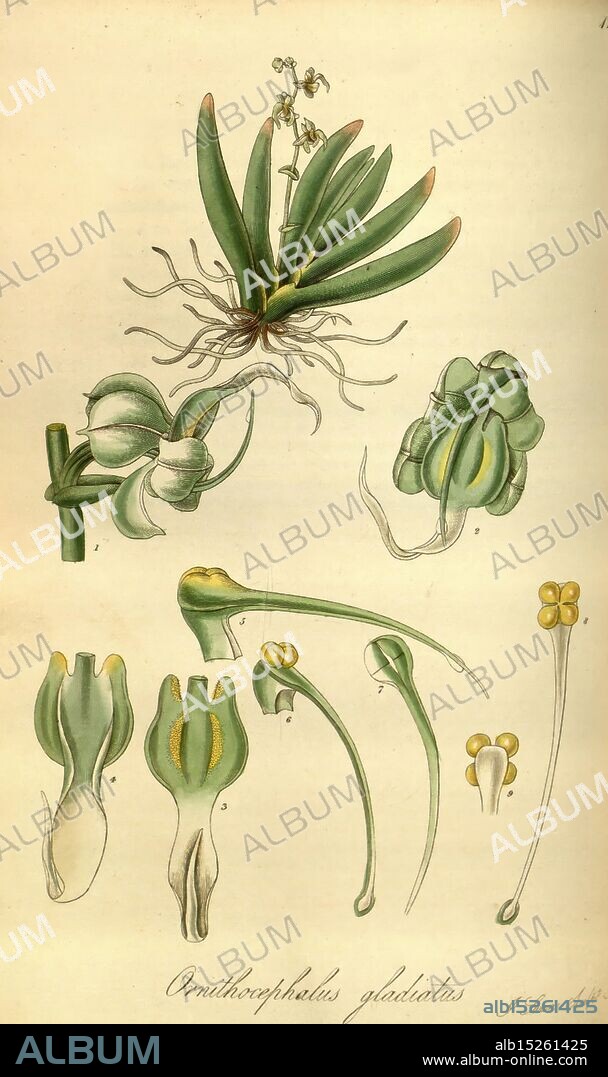 Exotic flora, Edinburgh, Printed for W. Blackwood, 1823-27, 19th century, botany, engravings, exotic plants, Great Britain, herbals, pictorial works, plaatwerken, plantkunde, plants, plants cultivated, Scotland, The illustration features the Ornithophallus gladiatus, showcasing various stages and aspects of the plant. At the top, the plant is depicted with its unique rosette of leaves and intricately structured flowers. Below, detailed anatomical sketches highlight the distinct features of the flower's morphology, including its sepals and reproductive parts. Each element is meticulously rendered, emphasizing the plant's botanical characteristics and structure, making it a valuable reference for plant enthusiasts and researchers in the field of botany.