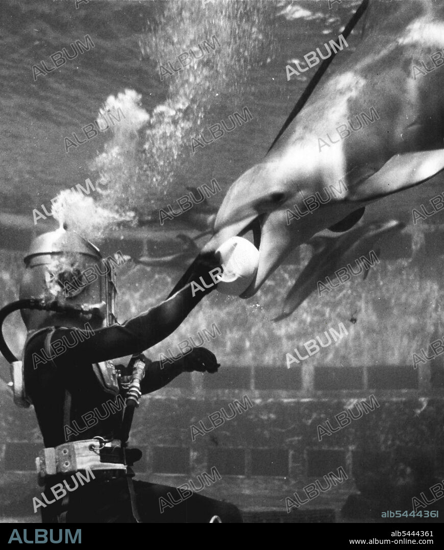 Third of Eight -- Nothing shy about this fun-loving porpoise as he takes the ball from diver Jake Jacobs. These clever mammals display ***** intelligence and delight in performing ***** of their audience. They're ***** of the Marineland of the *****. March 18, 1955. (Photo by United Press Association).