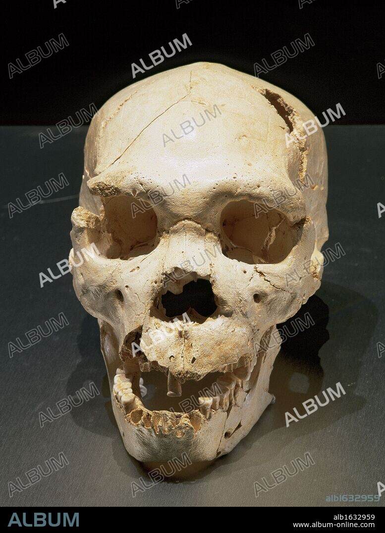 Homo heidelbergensis. Skull number 5. Discovered in the Pit of Bones Site of Atapuerca (Spain). European Middle Pleistocene. Atapuerca. Spain.