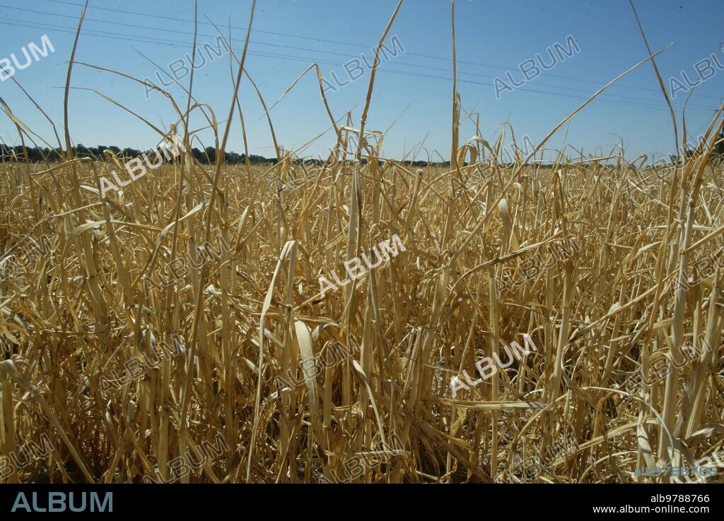 Arevalo (Avila),01-07-05,foto cesar Minguela,Victorino garrido mira la mala cosecha por la Sequia en el Campo...............................Archdc.